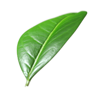 green leaf Blossom Mobile